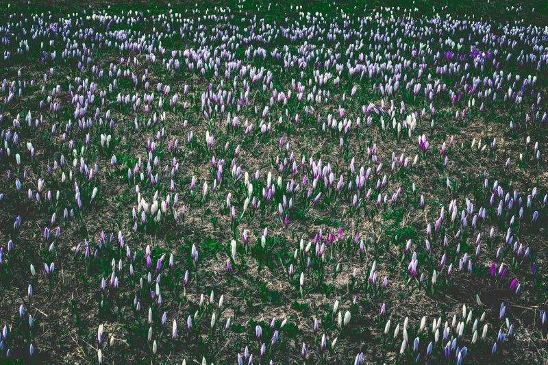 Orticoltura Verde Italia - Image 13